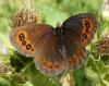 212800 – Photo : Denis Poirier – France (74)