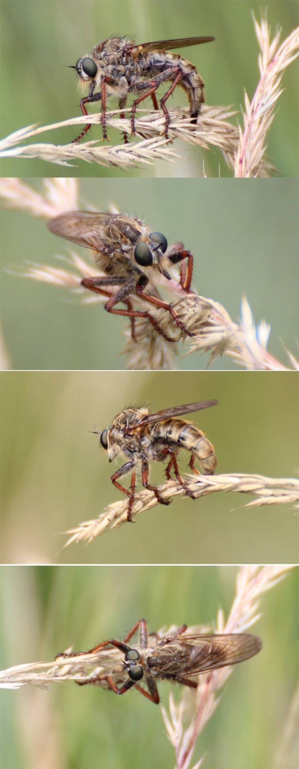 [Asilidae Asilinae] Machimus... ?? 2386240124072414