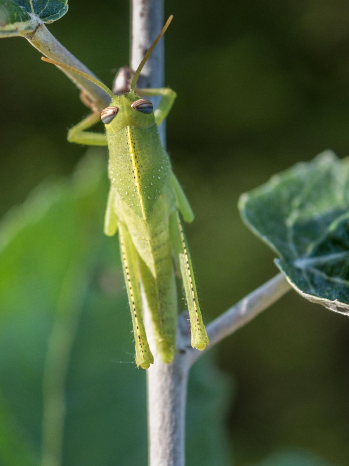 BourrinOman - Anacridium aegyptium - réf. 212054 (1124 x 1500 pixels, 167 ko)