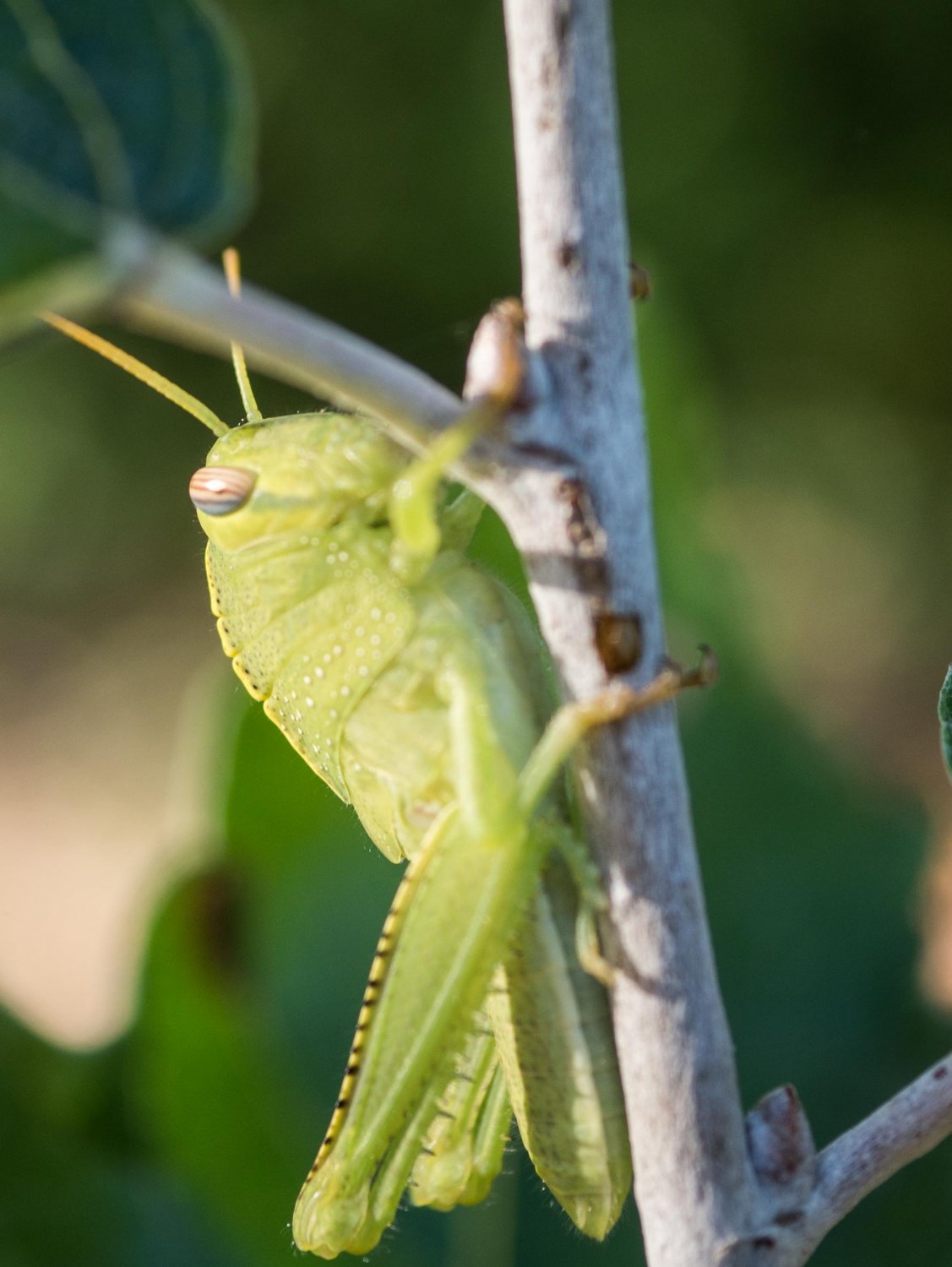 BourrinOman - Anacridium aegyptium - réf. 212053 (1127 x 1500 pixels, 162 ko)