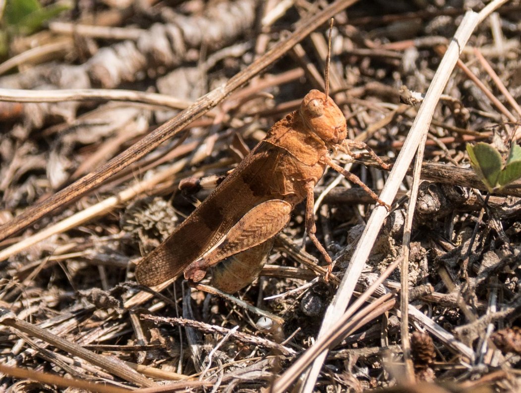 BourrinOman - Oedipoda caerulescens caerulescens - réf. 212608 (1051 x 792 pixels, 218 ko)