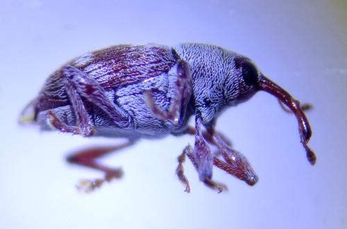 Réf. 213 041 : Curculio rubidus