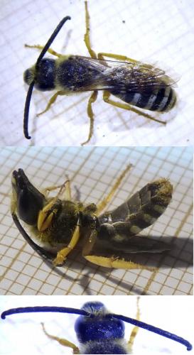 Réf. 213 223 : Halictus scabiosae