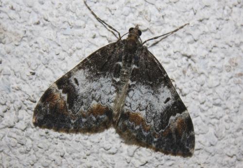 Réf. 213 498 : Dysstroma truncata