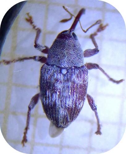 Réf. 213 040 : Curculio rubidus