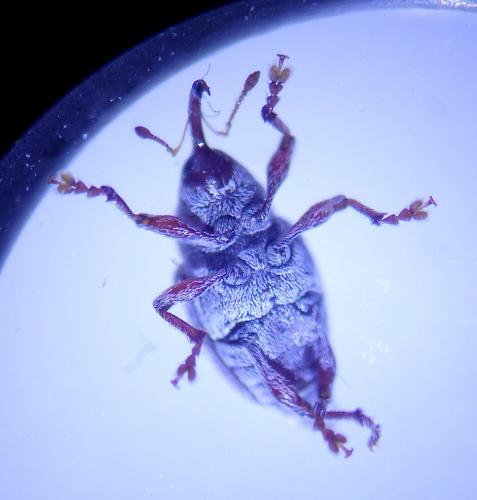 Réf. 213 042 : Curculio rubidus