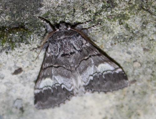 Réf. 213 510 : Drymonia querna