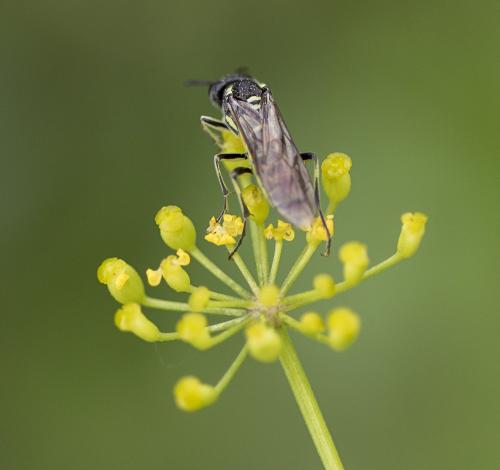 Tenthredo sp.