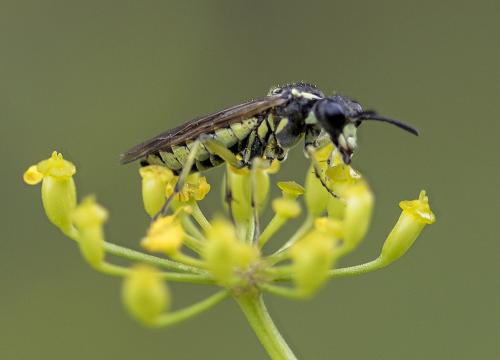 Tenthredo sp.