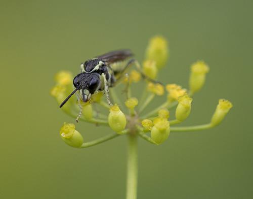 Tenthredo sp.
