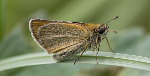 Réf. 213 608 : Thymelicus lineola