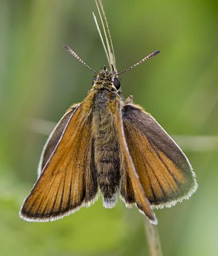 Réf. 213 609 : Thymelicus lineola