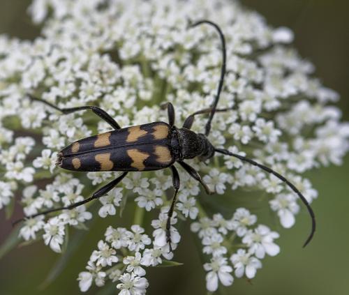 Réf. 213 666 : Leptura quadrifasciata