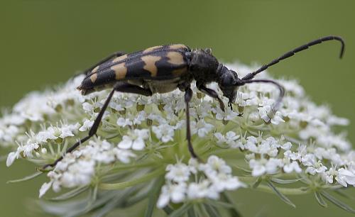 Réf. 213 668 : Leptura quadrifasciata