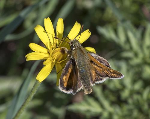 Réf. 213 551 : Hesperia comma