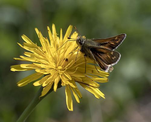 Réf. 213 552 : Hesperia comma