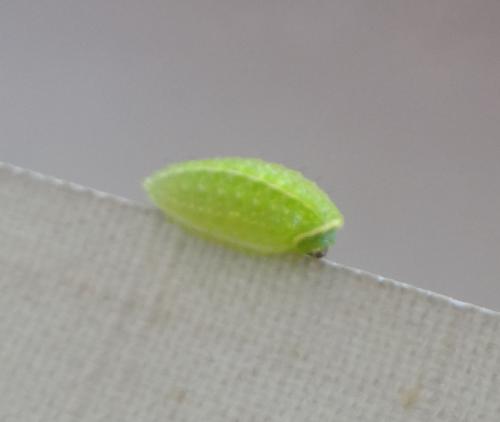 Réf. 213 771 : Apoda limacodes