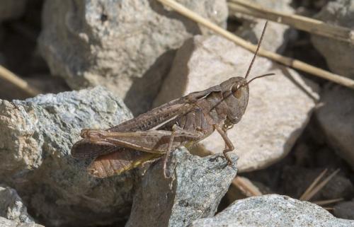 Chorthippus sp.