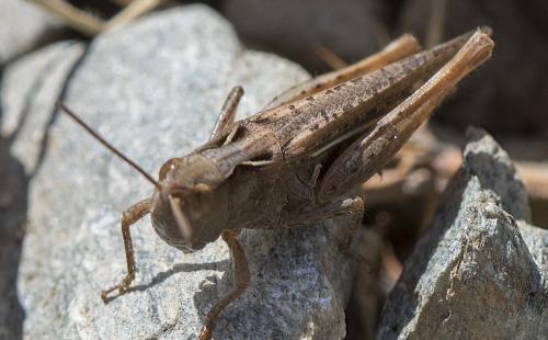 Chorthippus sp.