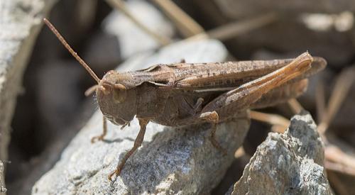 Réf. 213 468 : Chorthippus sp.