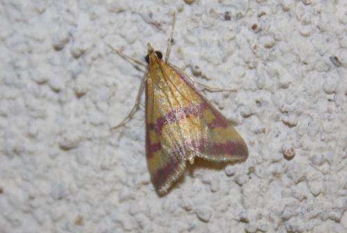Pyrausta sanguinalis
