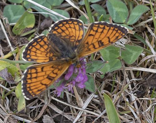 Réf. 213 183 : Melitaea parthenoides