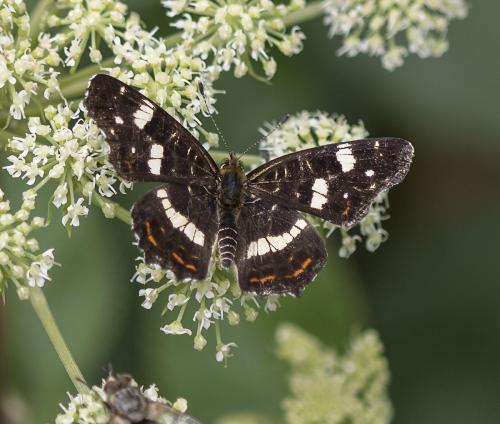 Réf. 213 167 : Araschnia levana