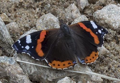 Réf. 213 144 : Vanessa atalanta