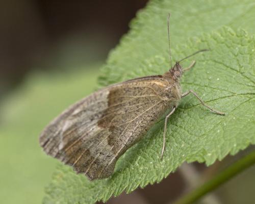 Maniola jurtina