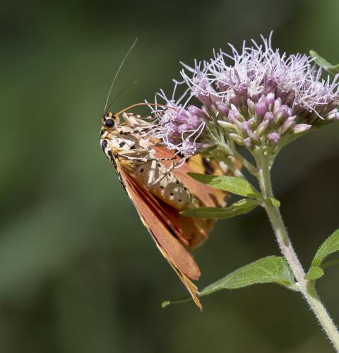 Euplagia quadripunctaria