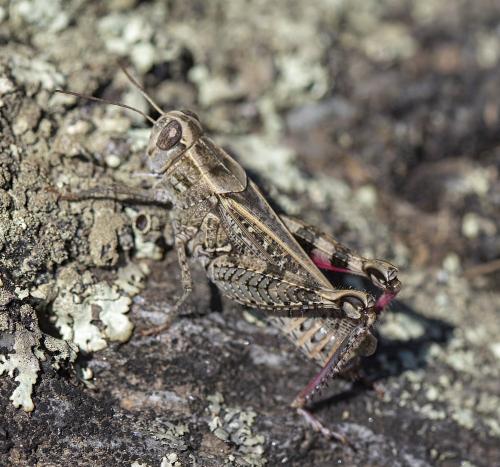 Calliptamus sp.