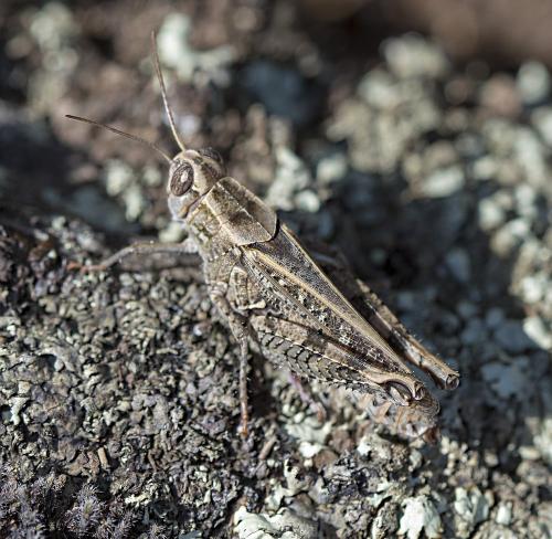 Calliptamus sp.