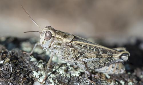 Calliptamus sp.