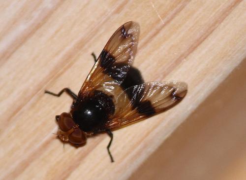 Volucella pellucens