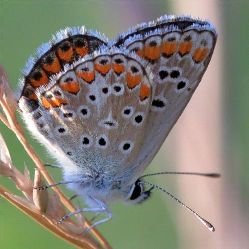 Réf. 213 422 : Aricia agestis