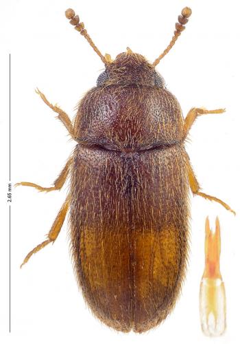Typhaea stercorea