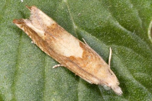 Réf. 213 052 : Eucosma conterminana