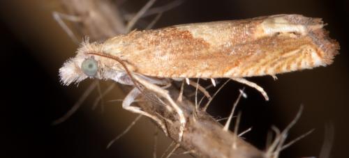 Réf. 213 053 : Eucosma conterminana