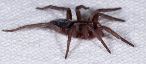 Scotophaeus sp.
