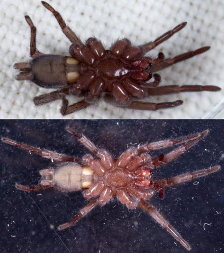 Scotophaeus sp.
