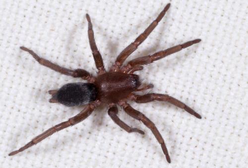 Scotophaeus sp.