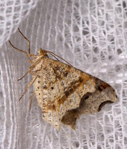Macaria alternata