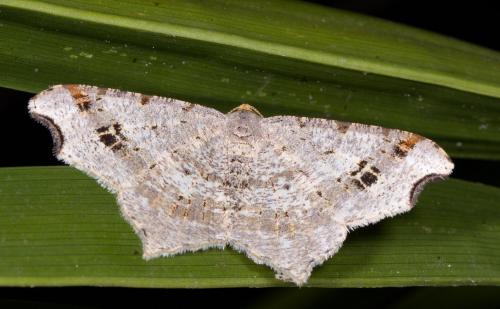 Réf. 213 760 : Macaria alternata