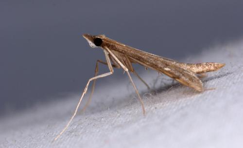 Réf. 213 855 : Dolicharthria punctalis