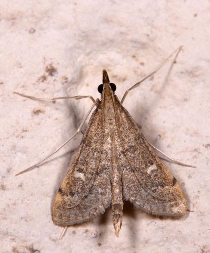 Réf. 213 854 : Dolicharthria punctalis