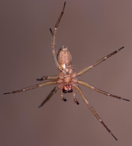 Eratigena agrestis