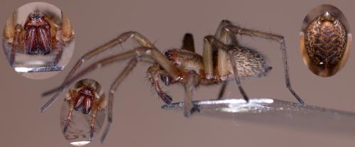 Réf. 213 857 : Eratigena agrestis