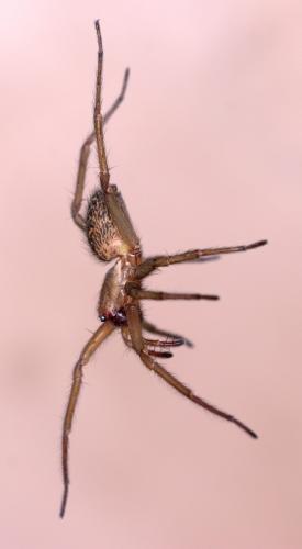Eratigena agrestis