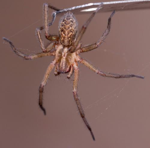 Eratigena agrestis