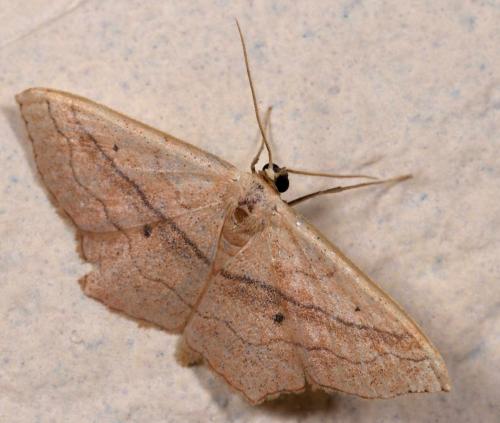 Réf. 213 933 : Scopula imitaria